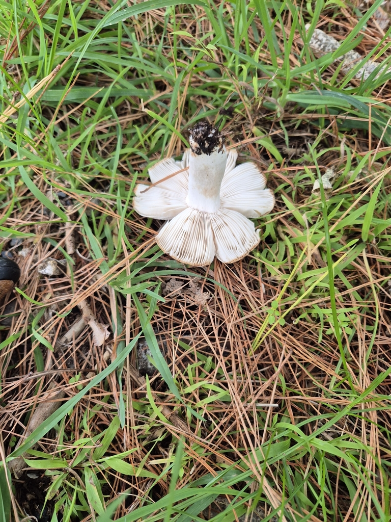 Russula amoenolens · May 2025 · photo: © rempson (iNaturalist, cc-by)