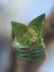 Selaginella watsonii