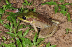 Vaillant's Frog photo 4