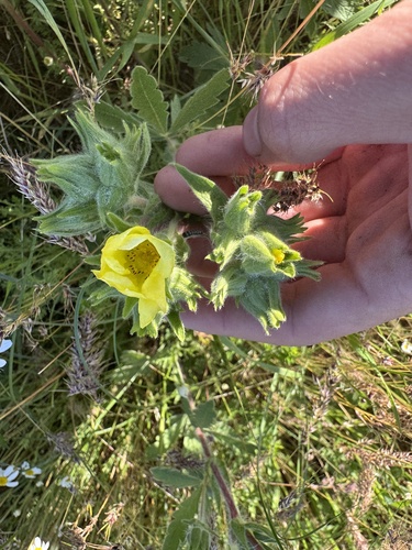 Potentilla astracanica, photograph 5