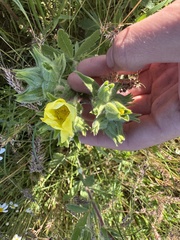 Potentilla astracanica, photograph (c) Jesenia K., some rights reserved (CC BY)