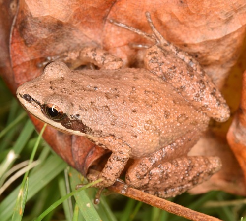 Upland Chorus Frog
