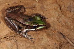 Vaillant's Frog photo 3