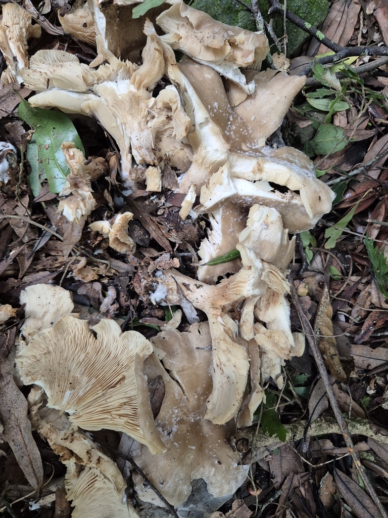 Clitocybe nebularis · May 2025 · photo: © rempson (iNaturalist, cc-by)