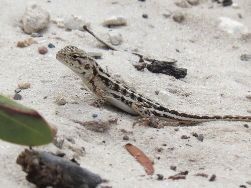 Spotted Dragon