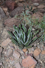Agave pintilla