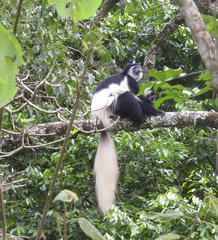 Colobus caudatus