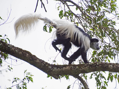 Colobus caudatus