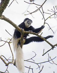 Colobus caudatus