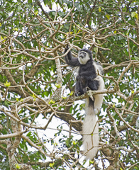 Colobus caudatus