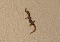 Sphaerodactylus