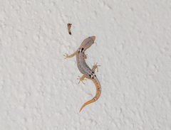 Sphaerodactylus