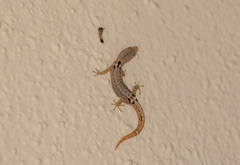 Sphaerodactylus