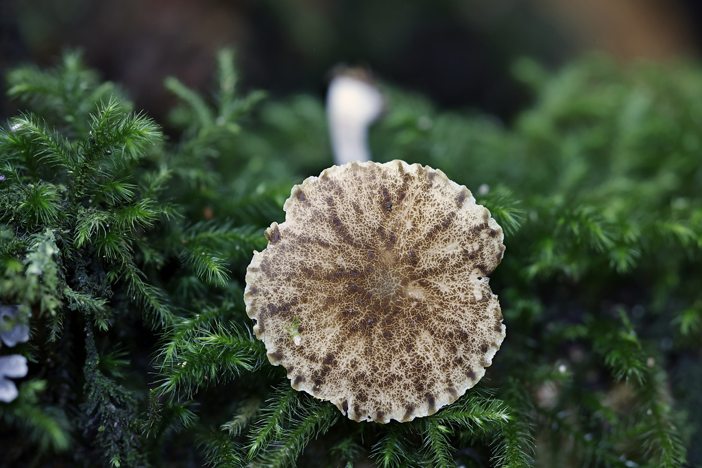 Pluteus readiarum · May 2025 · photo: © mstirling (iNaturalist, cc-by)
