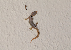 Sphaerodactylus