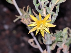 Mentzelia collomiae