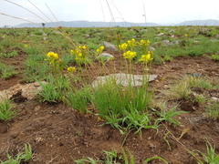 Bulbine capitata