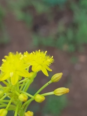 Bulbine capitata