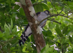 Image of Accipiter bicolor