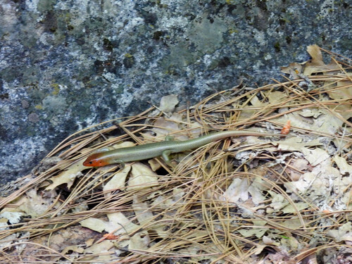 iNaturalist observation photo of Gilbert's Skink