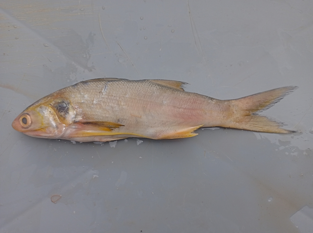 Barbeta amarilla (Polydactylus opercularis) — Polynemidae
