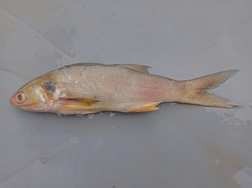 Barbeta amarilla (Polydactylus opercularis) — Polynemidae