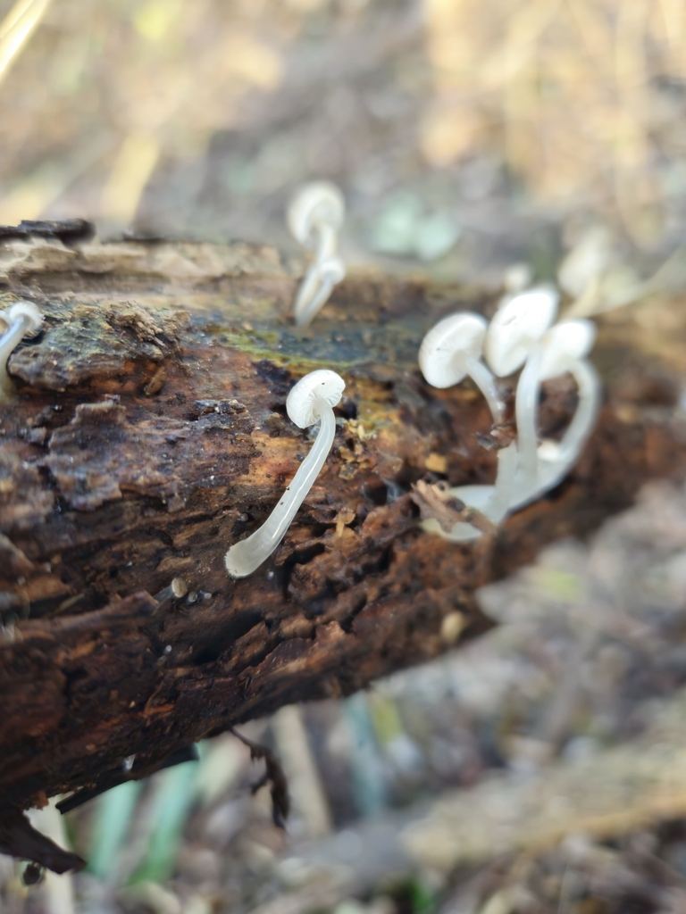 Roridomyces austrororidus · May 2025 · photo: © tyler_mcbeth (iNaturalist, cc-by-nc)