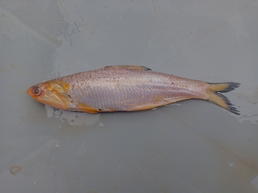 Anchovy (Anchoa spinifer) — Engraulidae