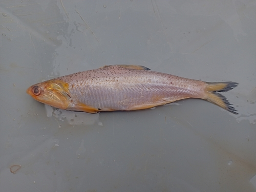 Anchovy (Anchoa spinifer) — Engraulidae