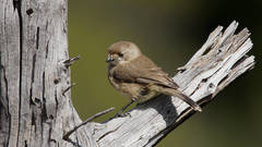 Aphelocephala leucopsis