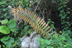 Ceratozamia