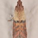 Indian-Meal Moth - Photo (c) skitterbug, some rights reserved (CC BY), uploaded by skitterbug