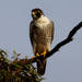 Falco peregrinus macropus - Photo (c) Ellura Sanctuary, osa oikeuksista pidätetään (CC BY-NC), lähettänyt Ellura Sanctuary