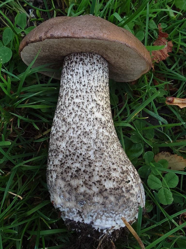 Leccinum scabrum · May 2025 · photo: © bythepark (iNaturalist, cc-by-nc)