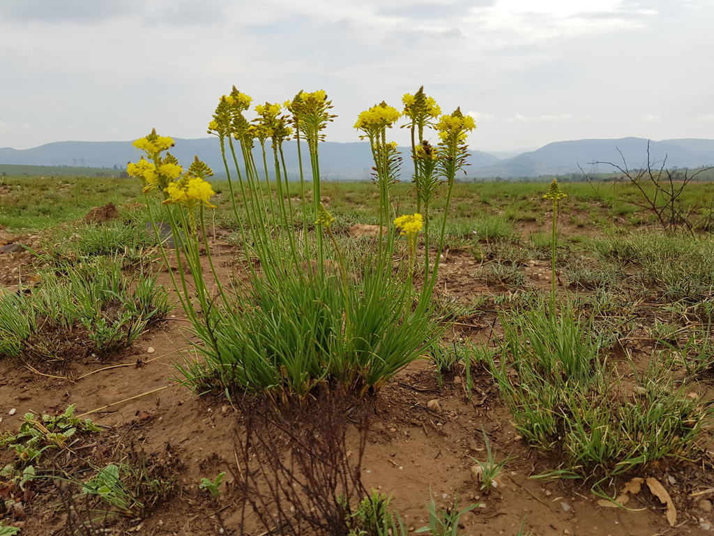 Bulbine capitata