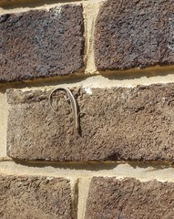 Cryptoblepharus pannosus