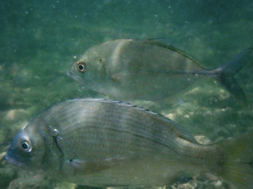 Bigeye Trevally