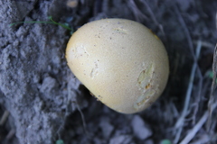 Calvatia rugosa