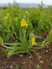 Hypoxis obtusa