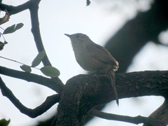 Phacellodomus sibilatrix