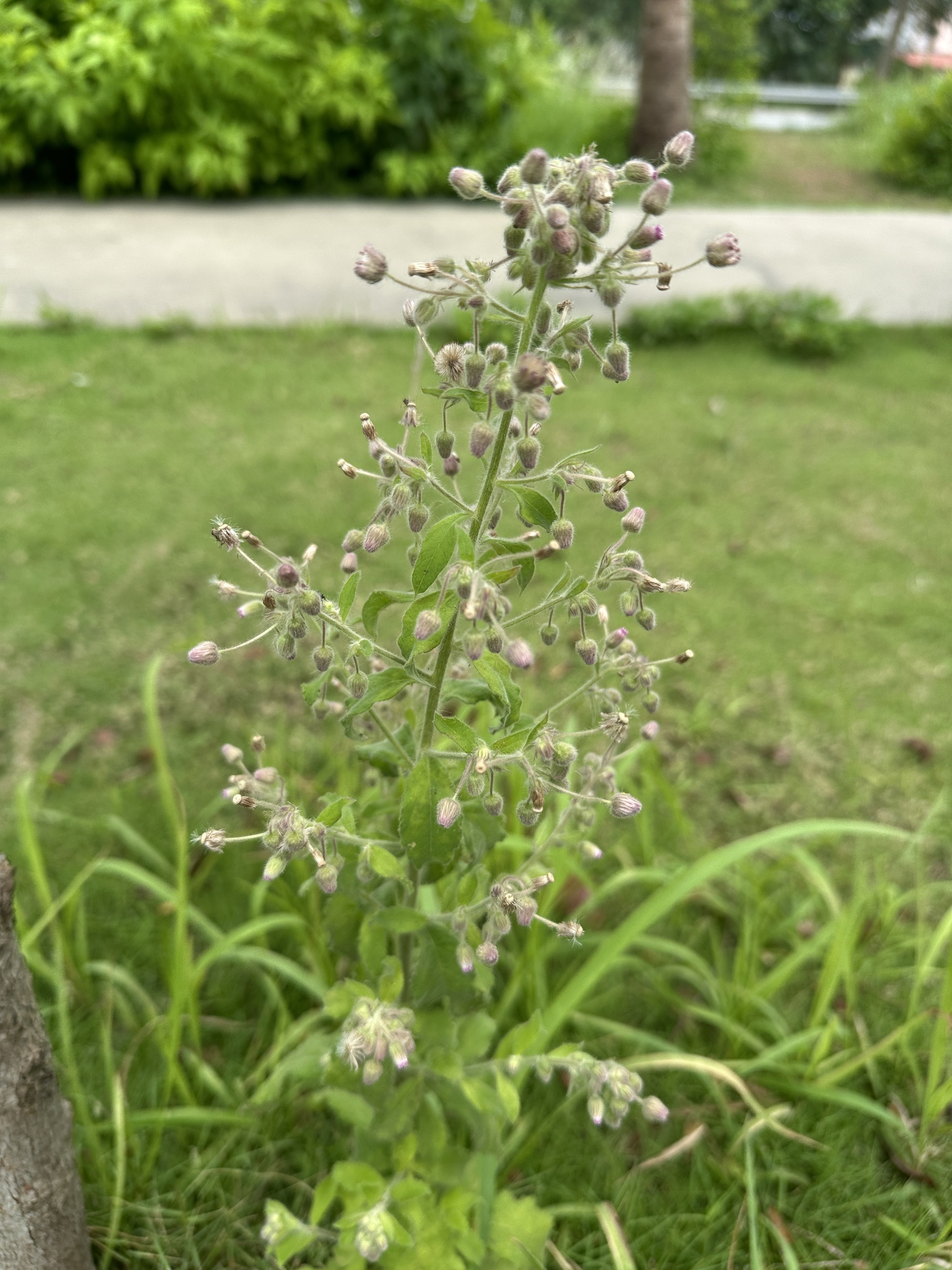 Blumea axillaris — ảnh 3