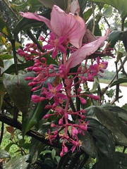 Medinilla magnifica