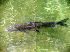 Prochilodus lineatus