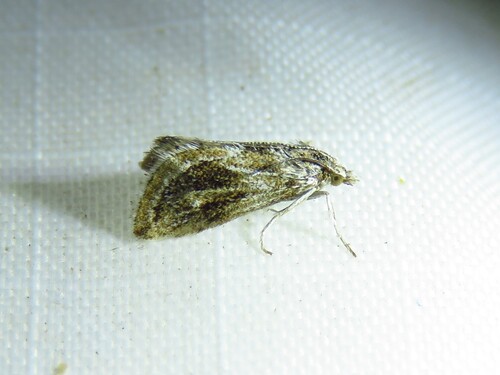 Amber Bantam photo 5