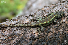 Sceloporus anahuacus