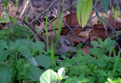 Phacellodomus sibilatrix