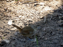 Phacellodomus sibilatrix