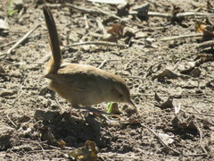 Phacellodomus sibilatrix