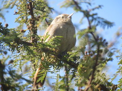 Phacellodomus sibilatrix