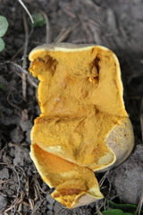 Calvatia rugosa